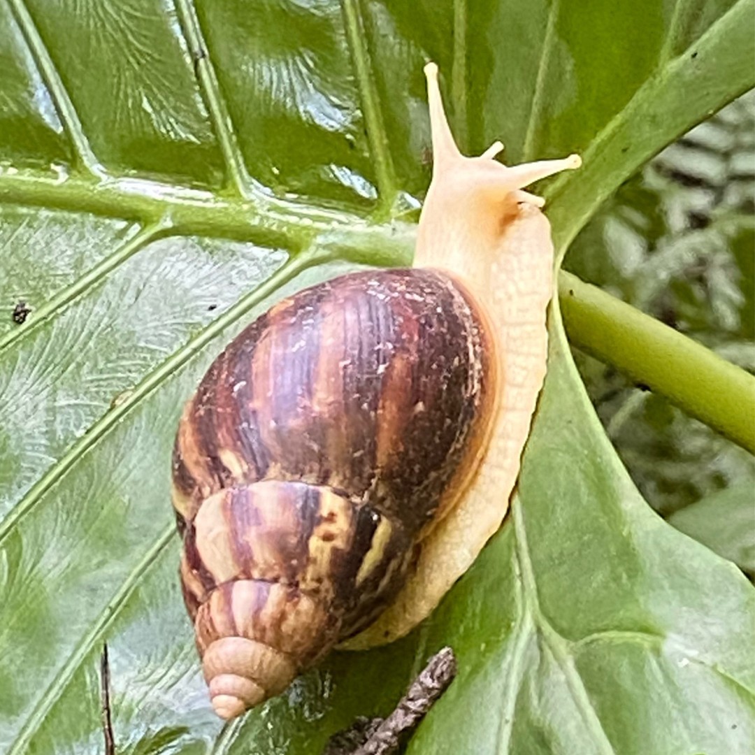 Achatina fulica (Achatina fulica) - Picture Insect