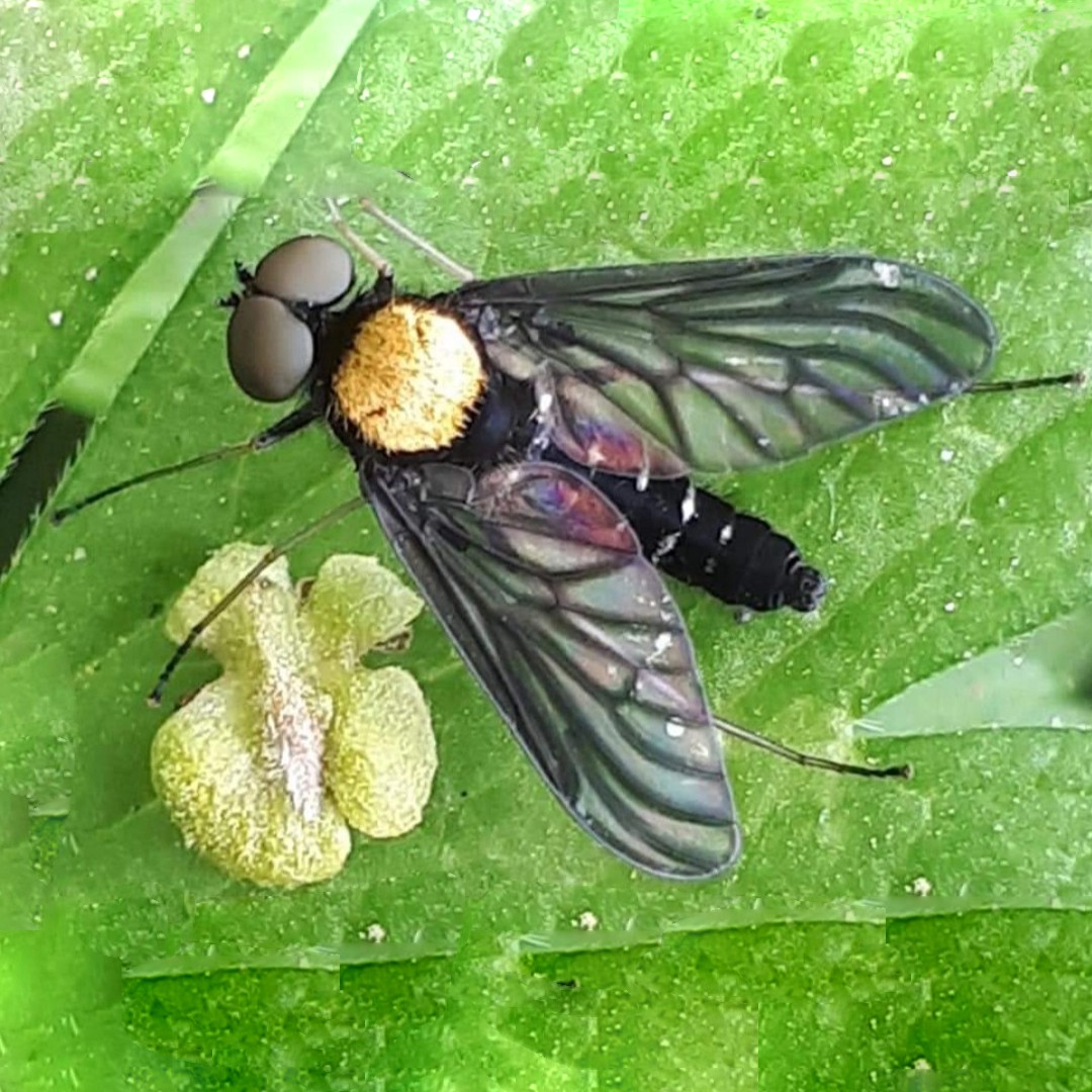 Chrysopilus (Chrysopilus)