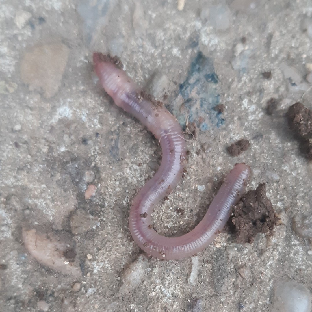 Tiger Worm - Red - Size 10