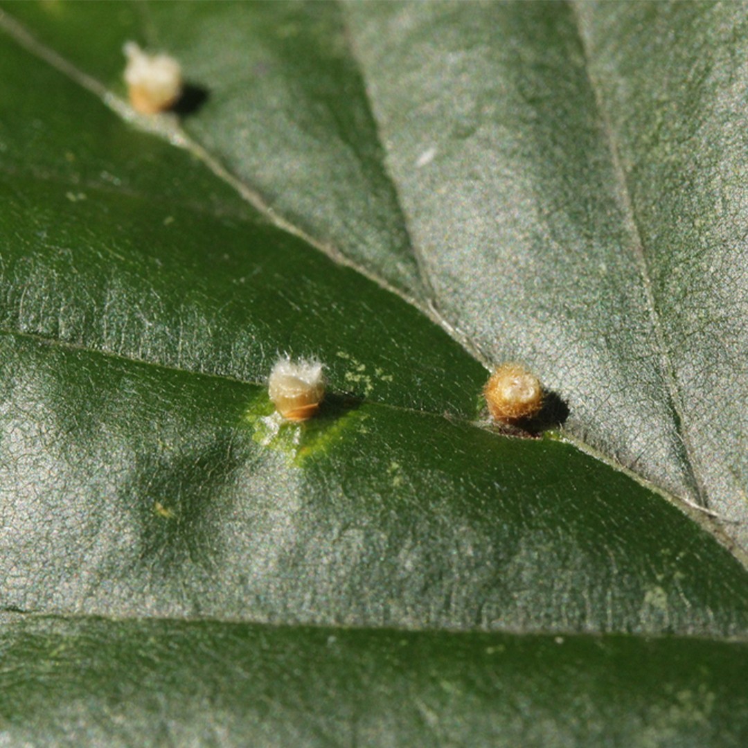 Hartigiola (Hartigiola)