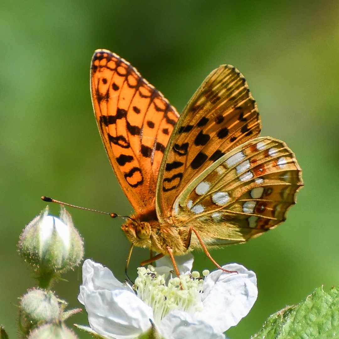 High brown fritillary