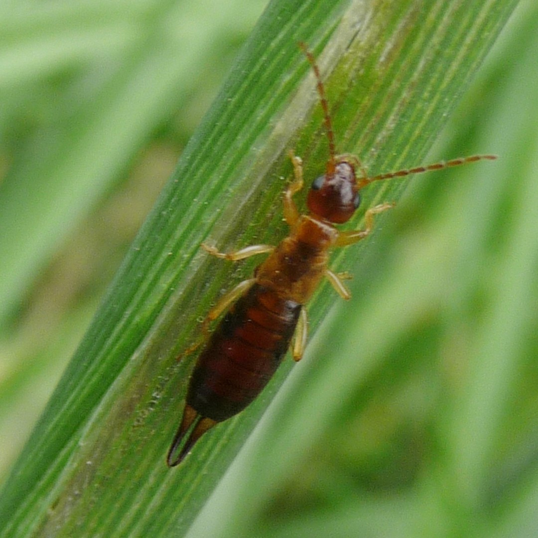 Уховёртка обыкновенная (Forficula auricularia) - Picture Insect