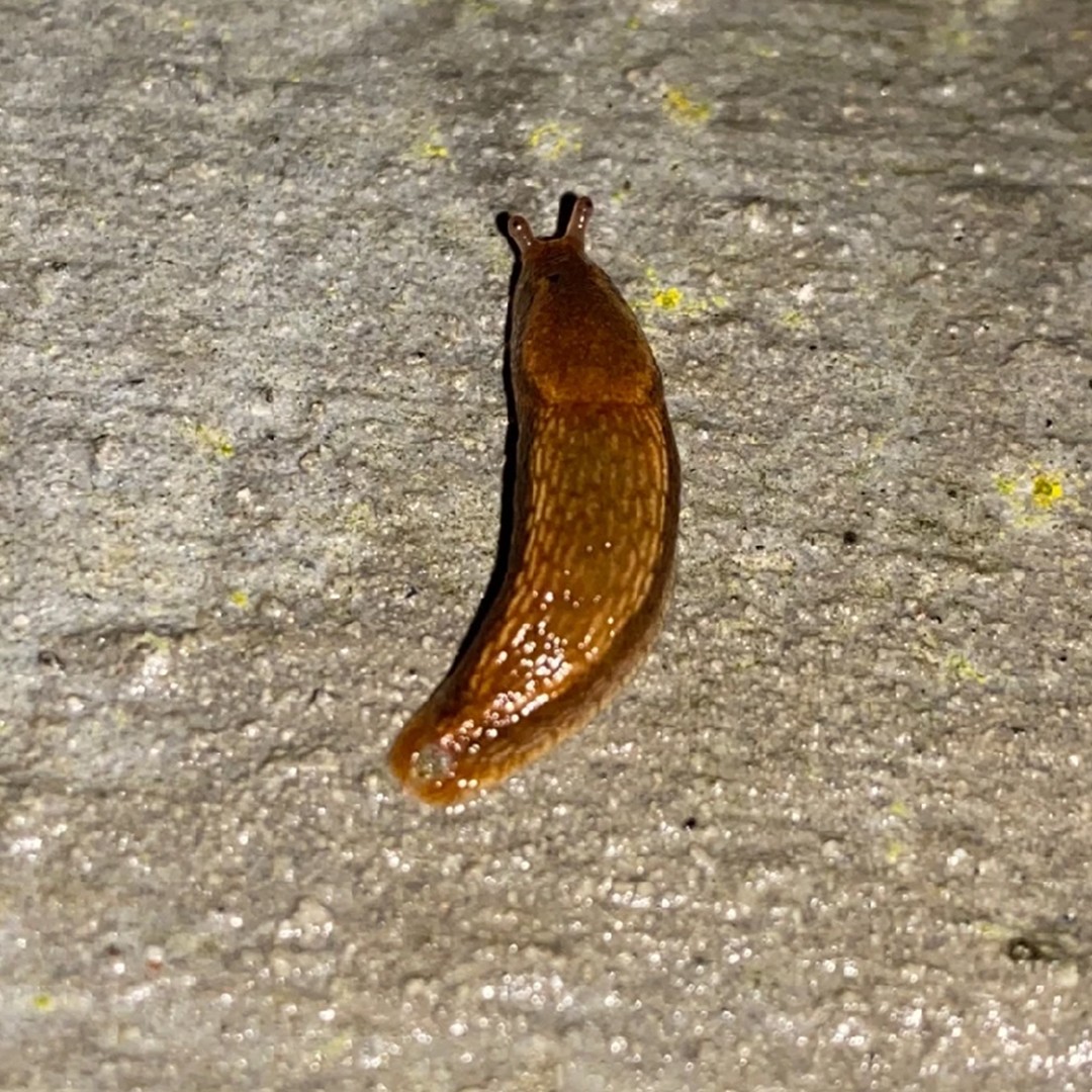 Babosa Gris Grande (Deroceras reticulatum) - Picture Insect