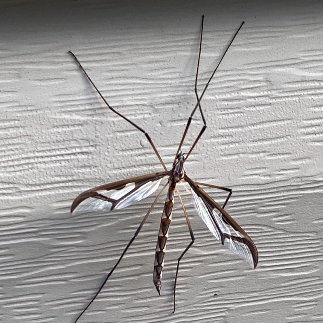 Pedicia (Pedicia)