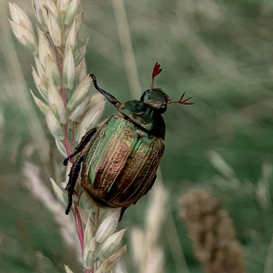 Хрущик полевой (Anomala dubia) - Picture Insect