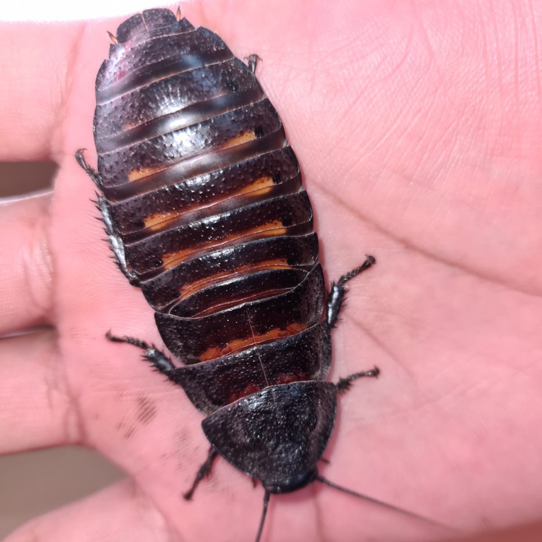 Wood cockroach (Panesthia)