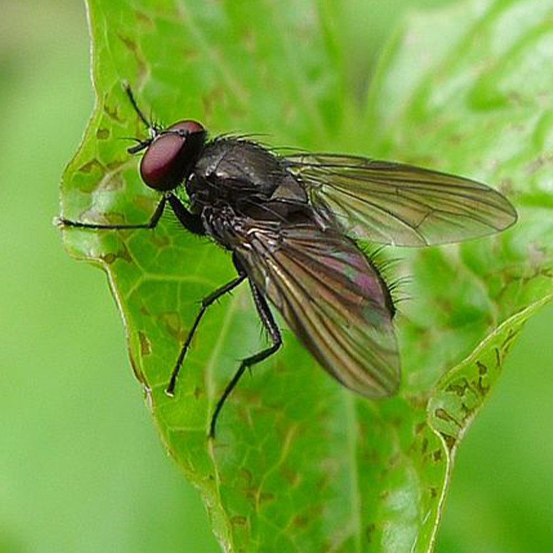 Hydrotaea (Hydrotaea)
