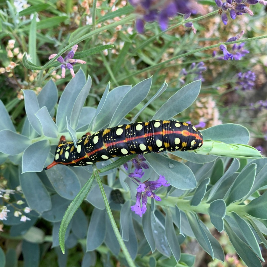 Red banded mango caterpillar