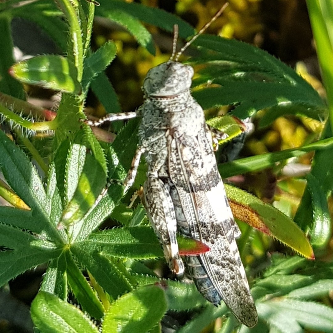 Sphingonotus (Sphingonotus)