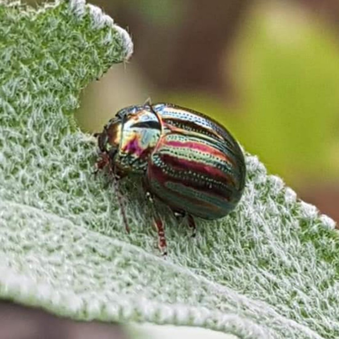 Chrysolina americana (Chrysolina americana) - Picture Insect