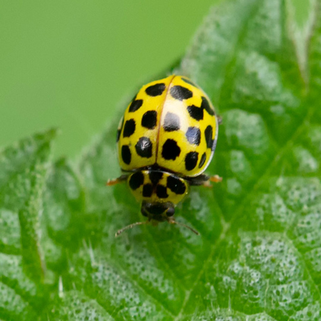 Двадцатидвухточечная коровка (Psyllobora vigintiduopunctata) - Picture  Insect