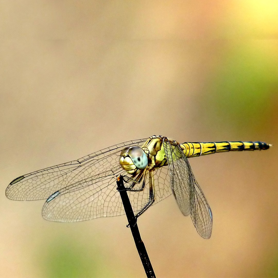 Indothemis (Indothemis)