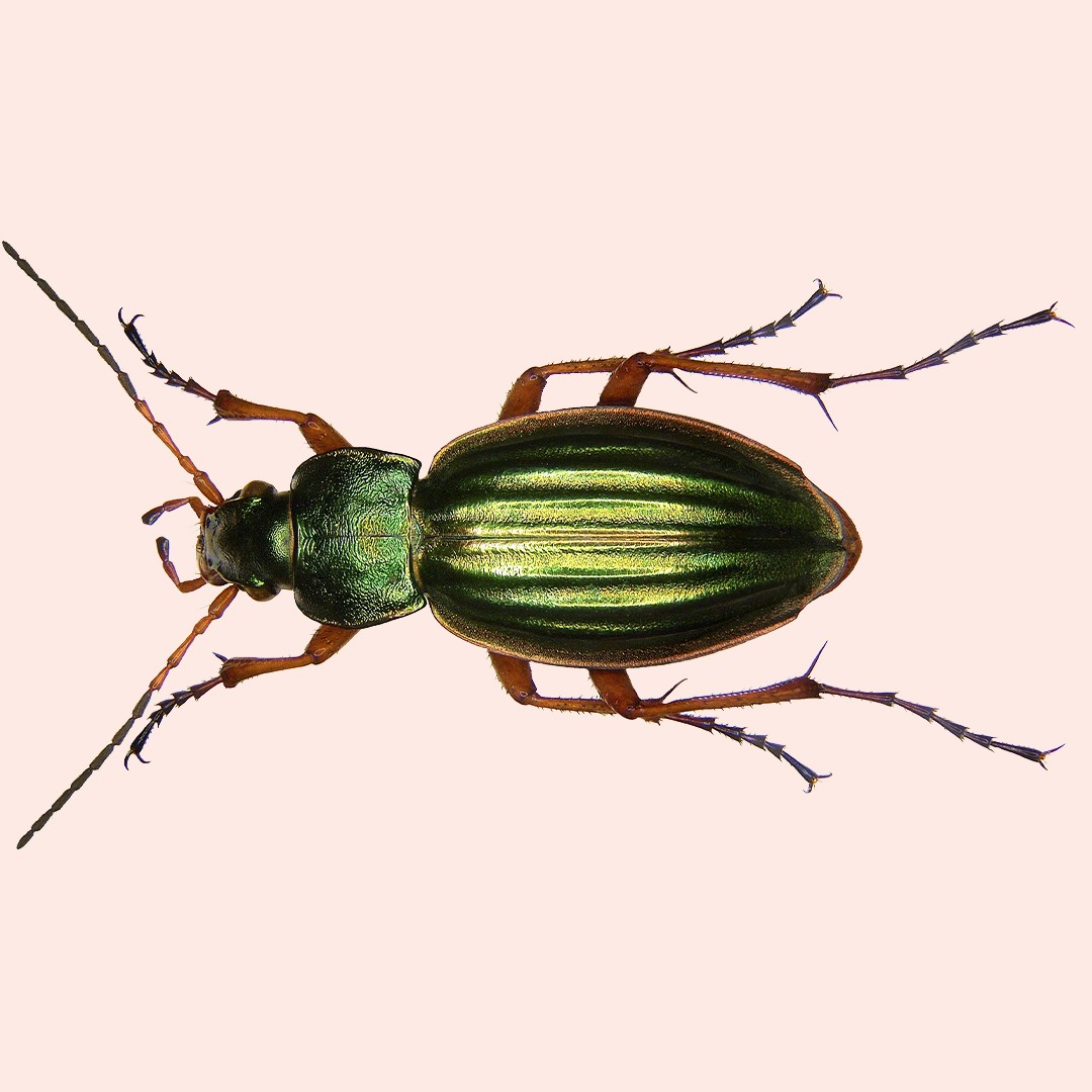 Жужелица золотистая (Carabus auratus) - Picture Insect