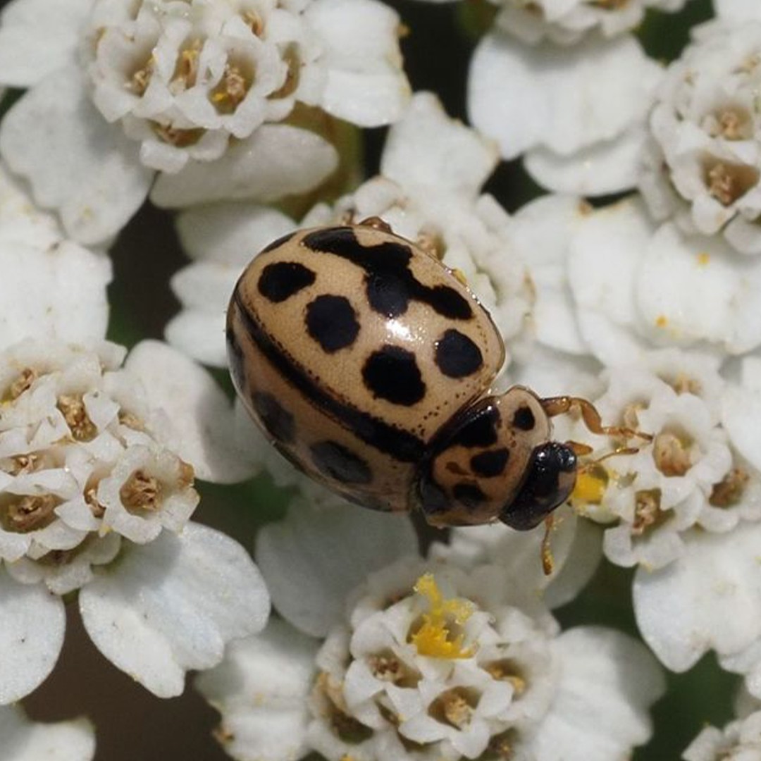 Coccinelle brune Aphidecta obliterata Picture Insect