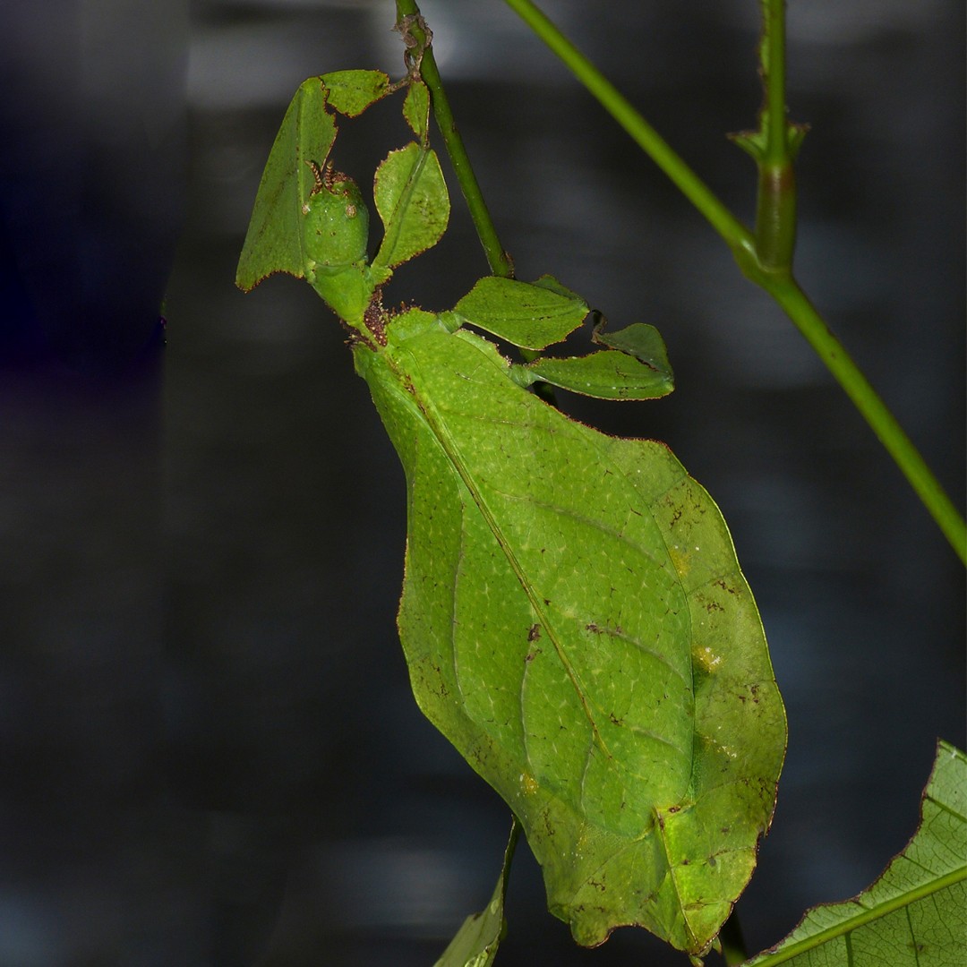 Leaf insects (Phyllium)