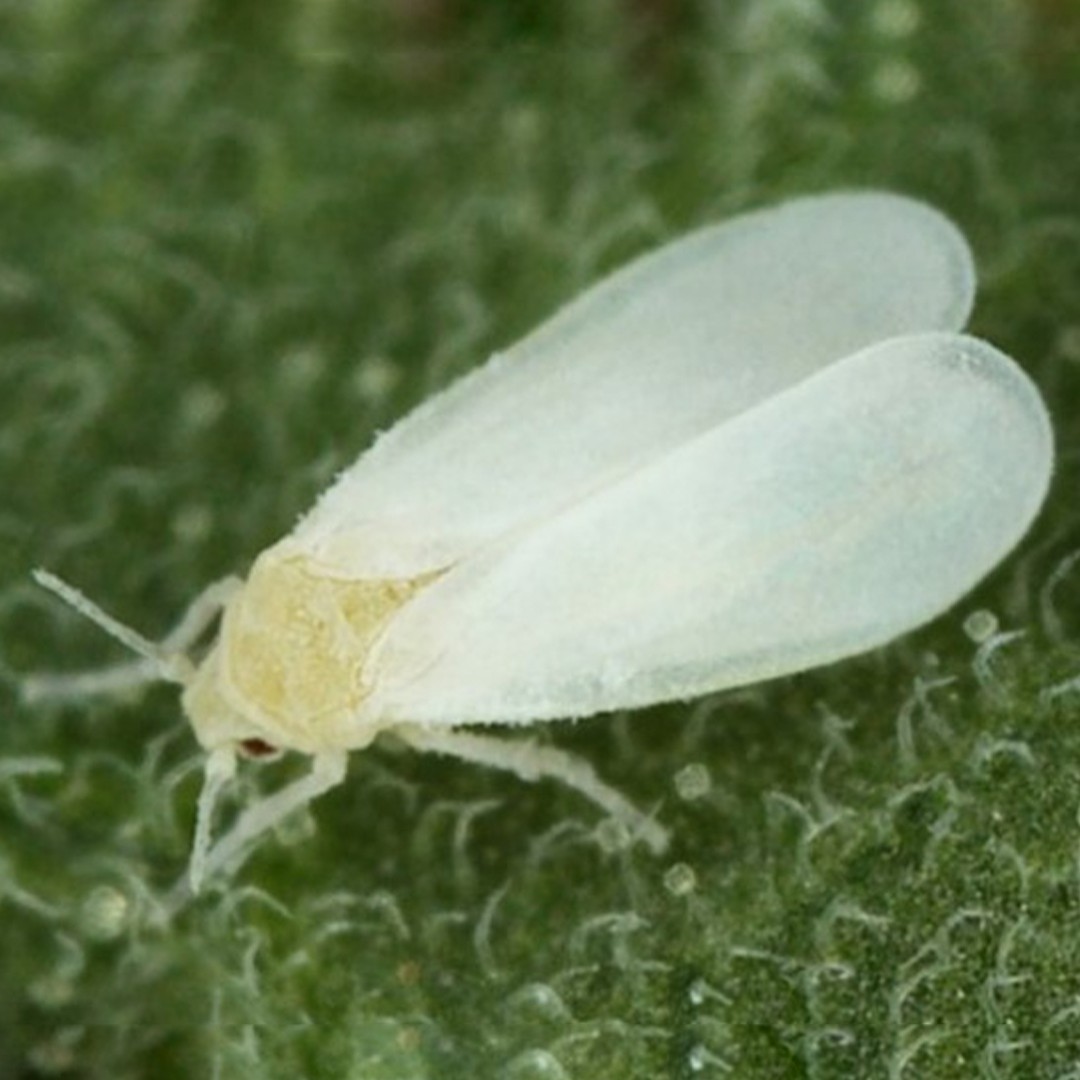 Greenhouse whitefly (Trialeurodes)