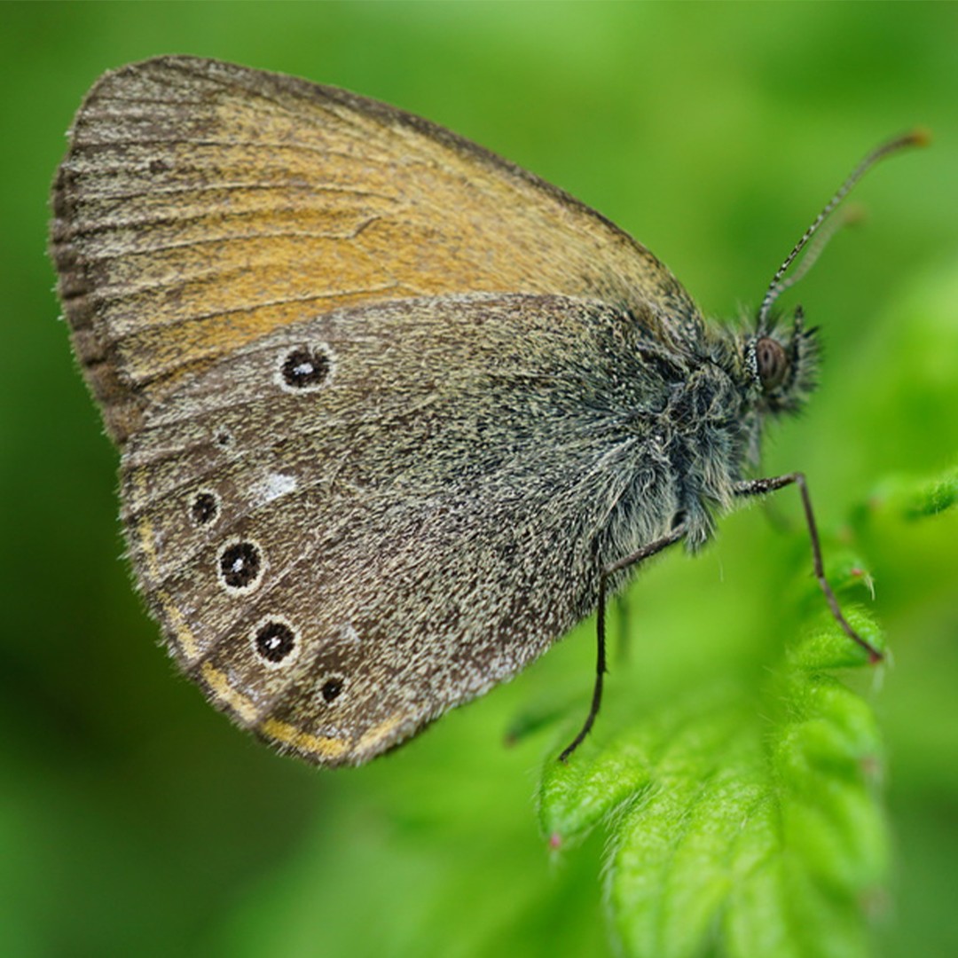 Сенница гликерион (Coenonympha glycerion) - Picture Insect