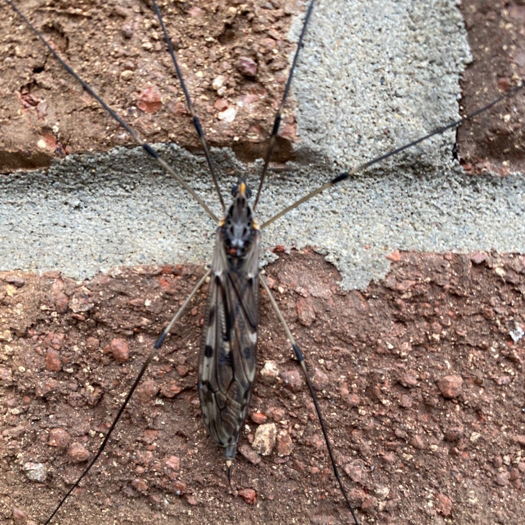 Tipula (Tipula)