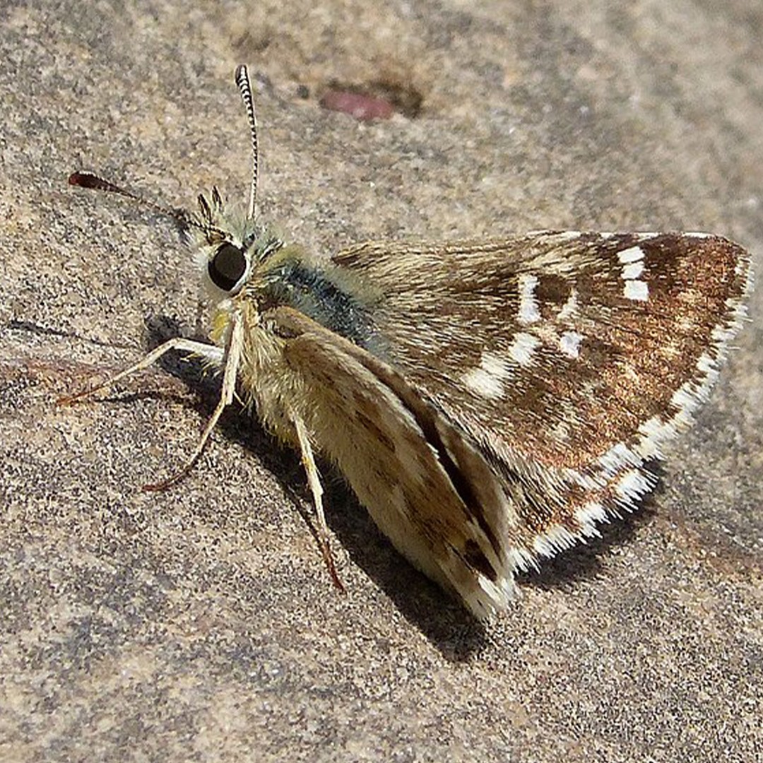 Muschampia (Muschampia)