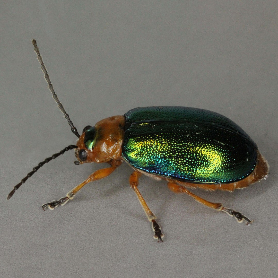 Sermylassa (Sermylassa)