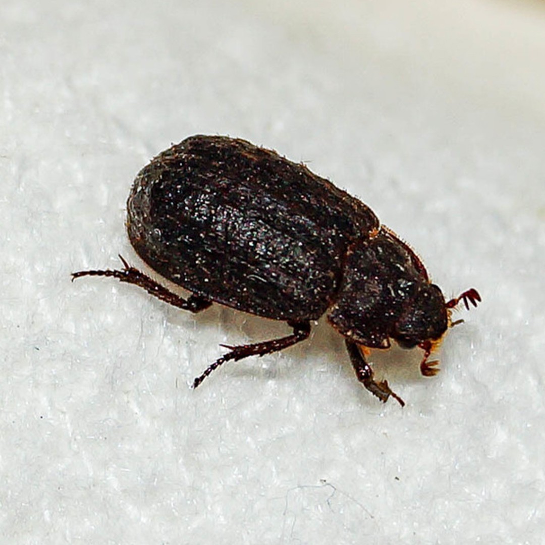 Hide beetles (Trox)