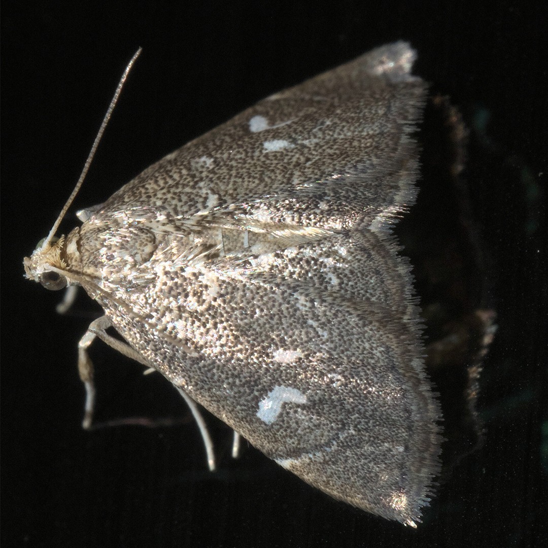 Nephrogramma (Nephrogramma)