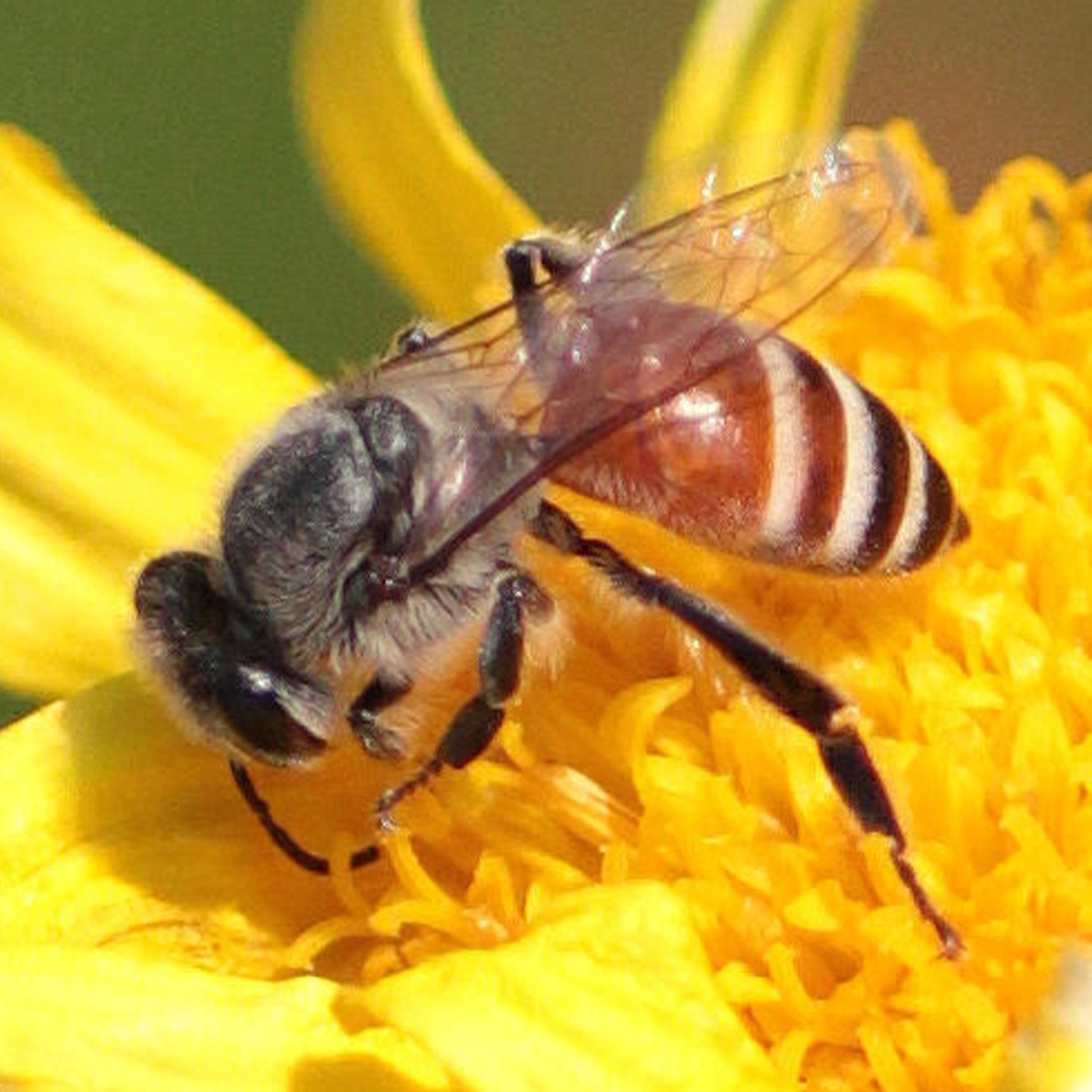 コミツバチ (Apis florea) - Picture Insect