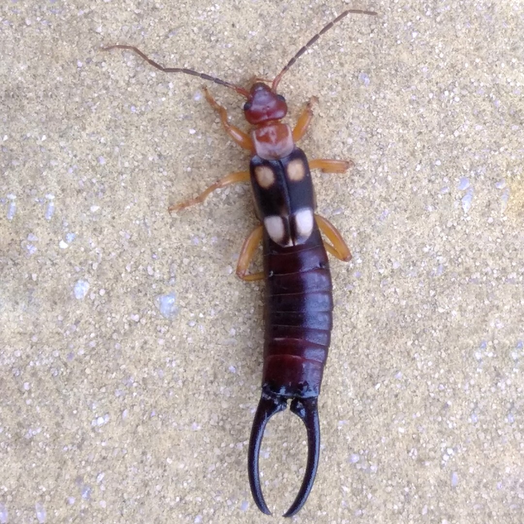 Forficula smyrnensis (Forficula smyrnensis) - Picture Insect