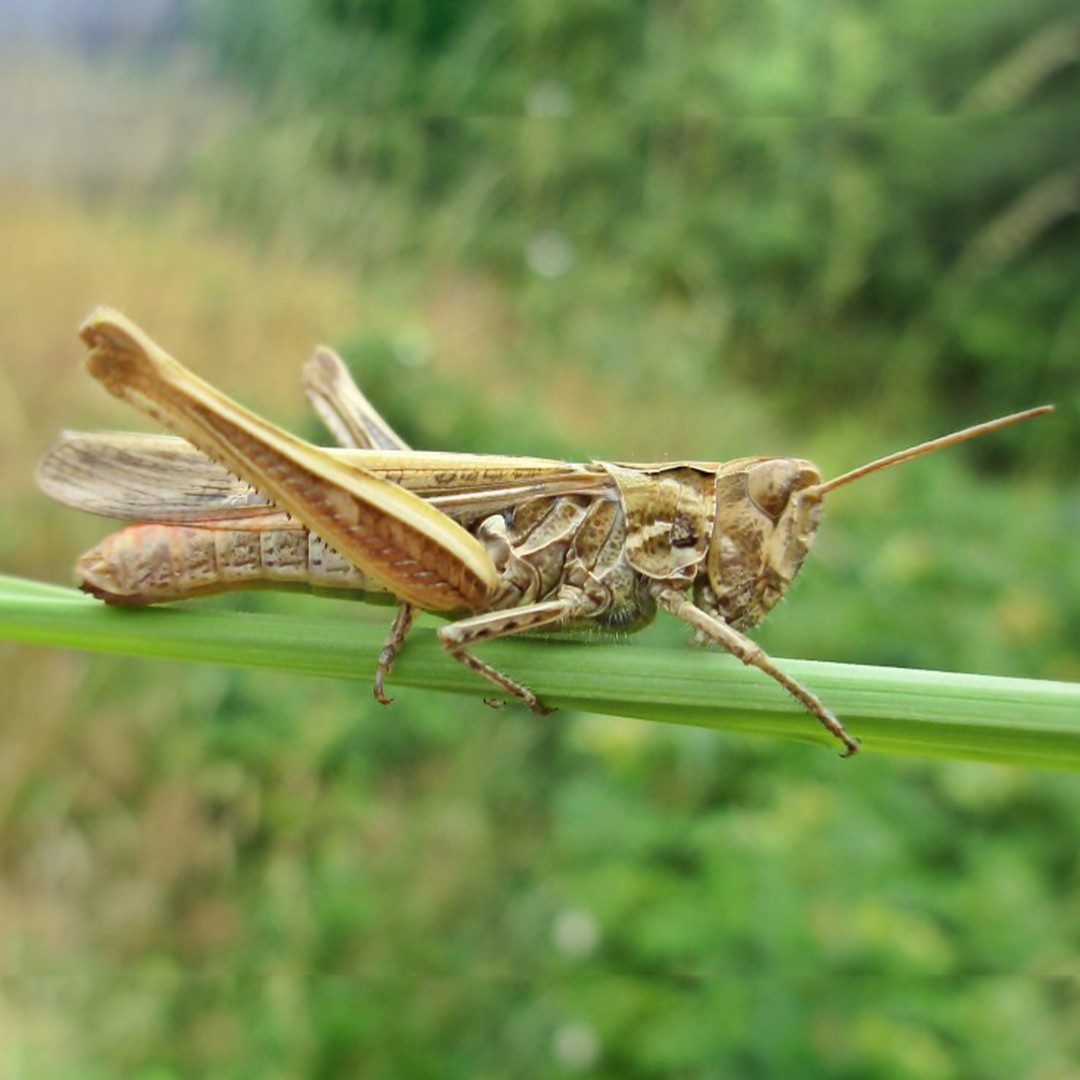 Chorthippus biguttulus (Chorthippus biguttulus) - Picture Insect