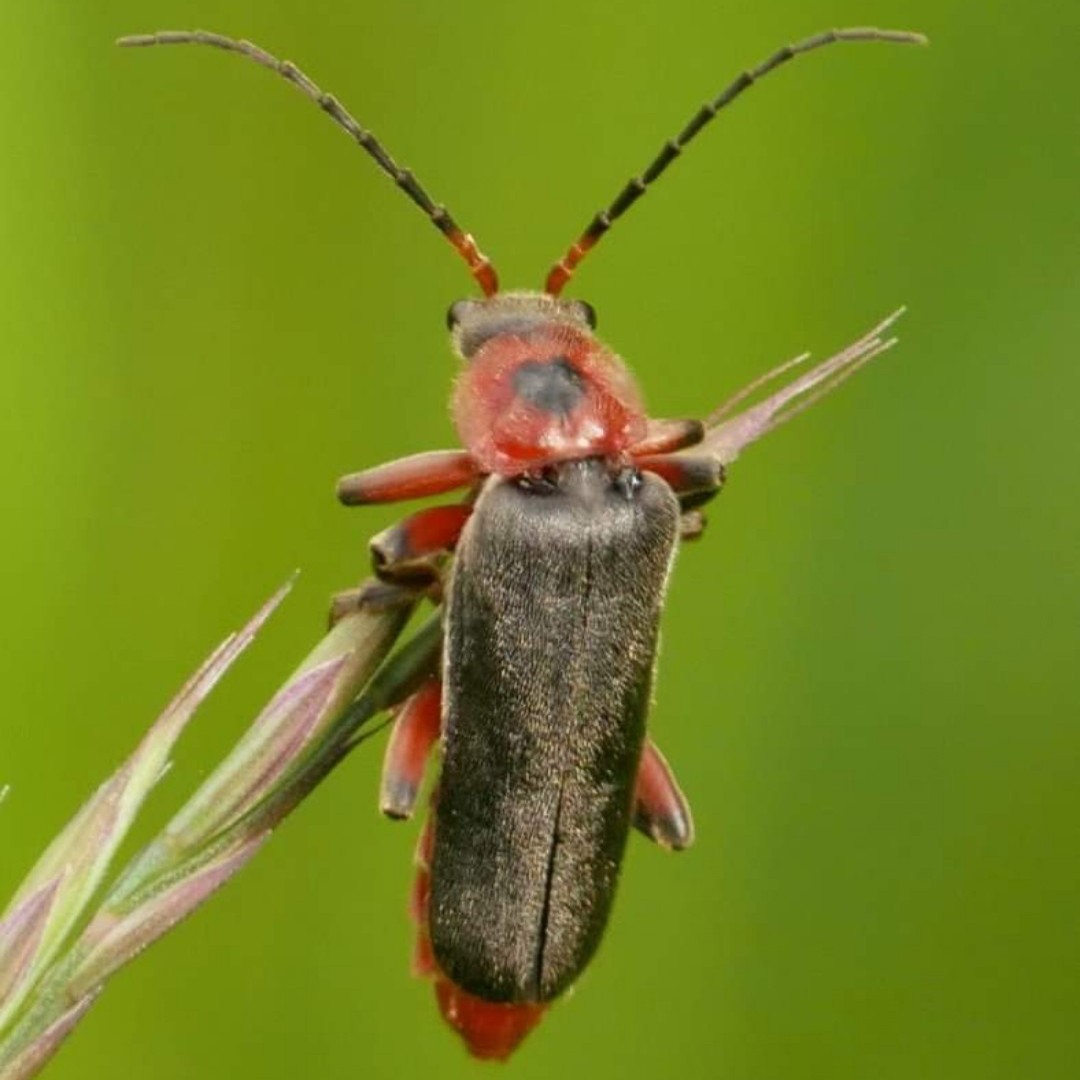 Rustic sailor beetle