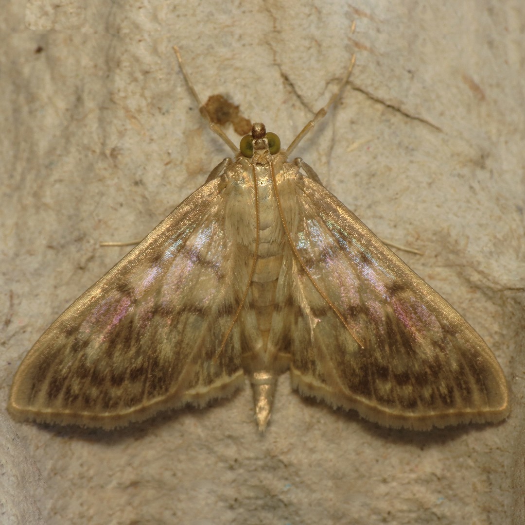 Japanese bean webworm