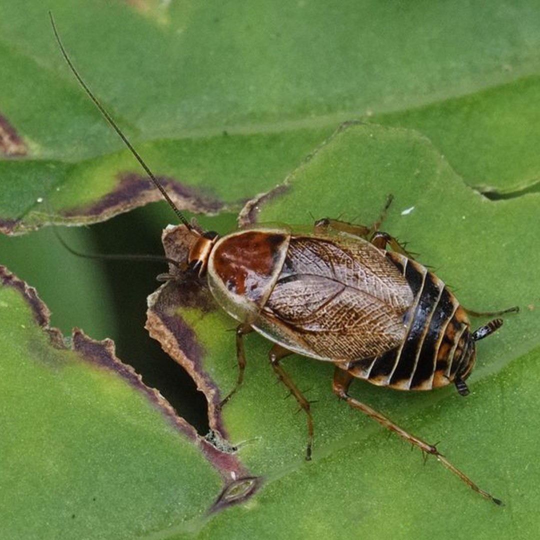 Echte Waldschabe Ectobius Sylvestris Picture Insect
