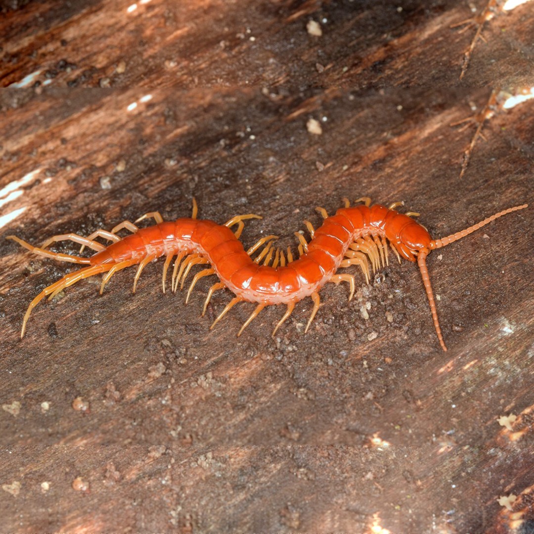 Scolopocryptops (Scolopocryptops)