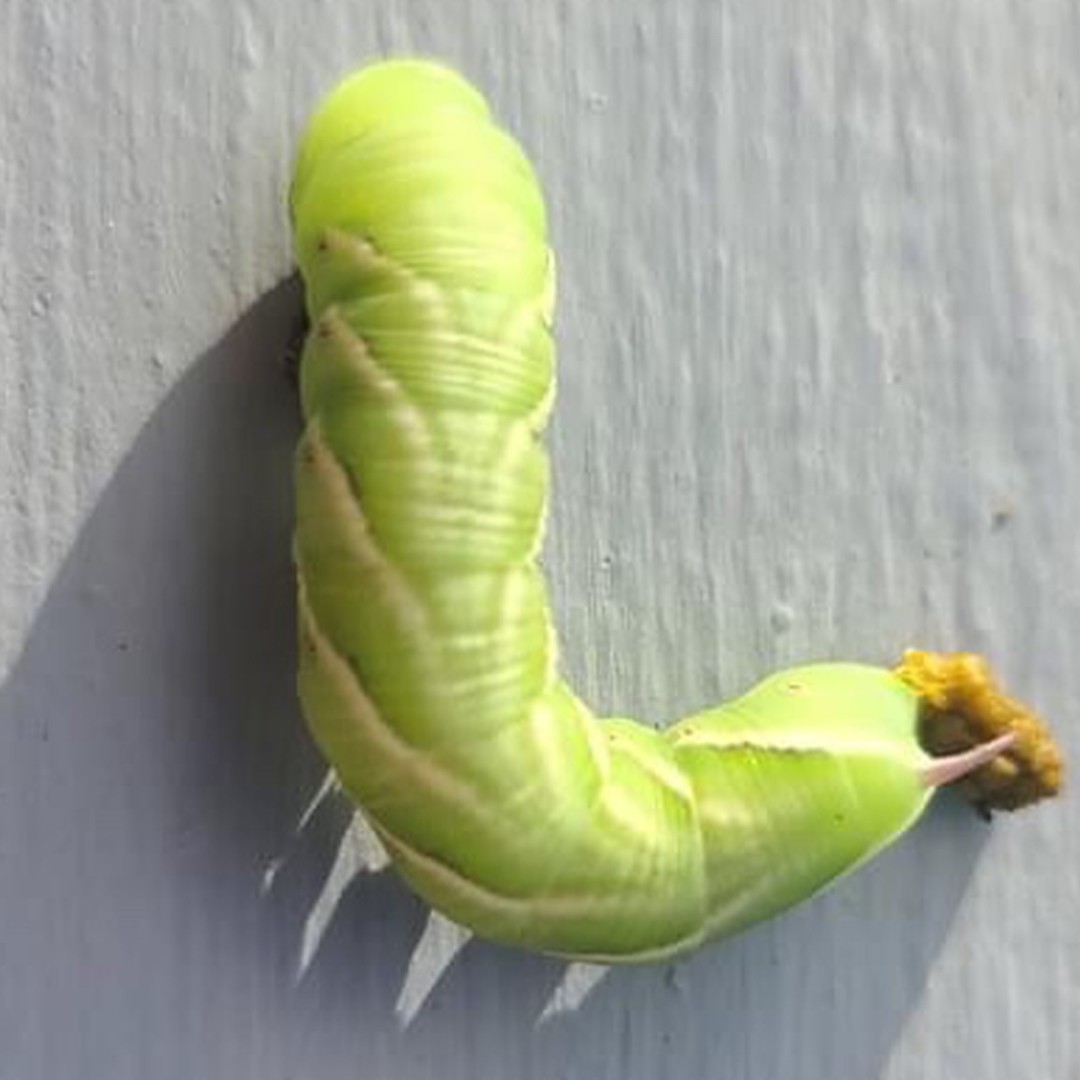 Great ash sphinx (Sphinx chersis) - Picture Insect