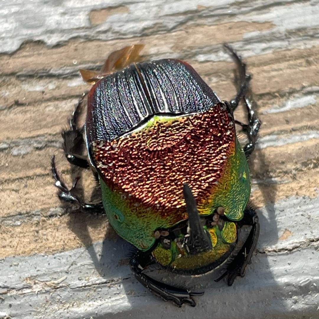 Escarabajos arcoiris (Phanaeus)