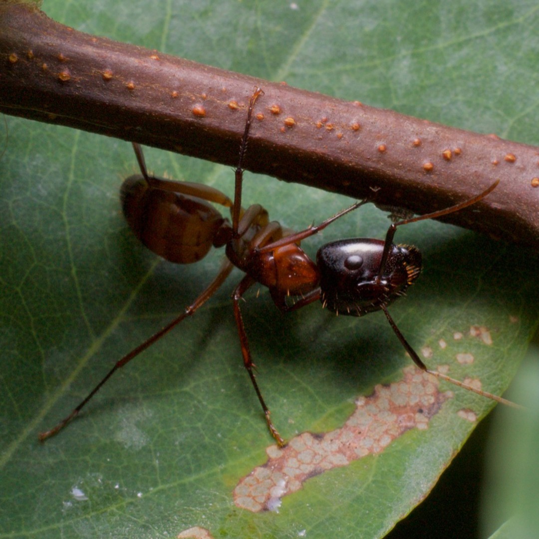 Camponotus americanus (Camponotus americanus) - Picture Insect