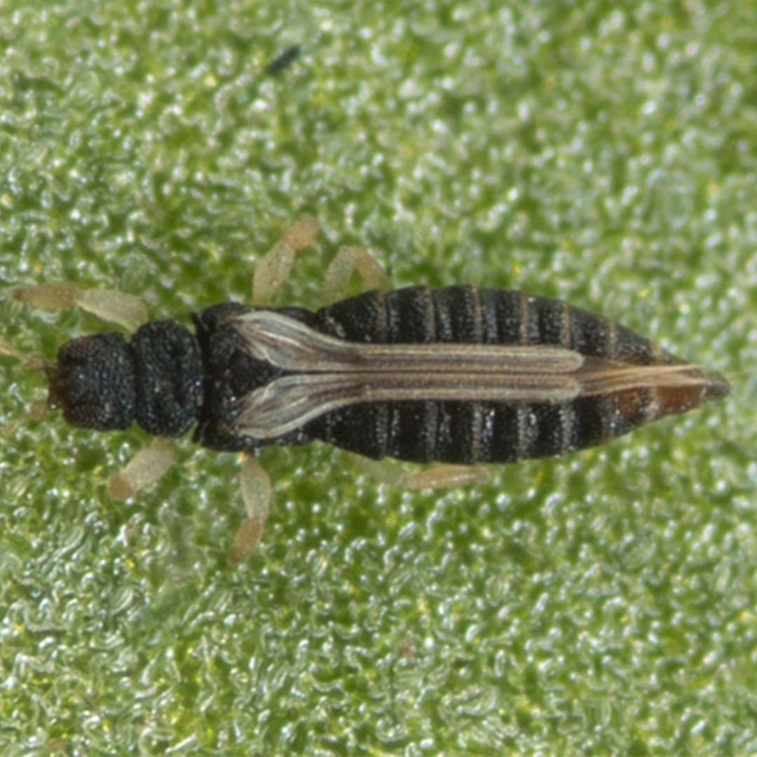 Heliothrips (Heliothrips)