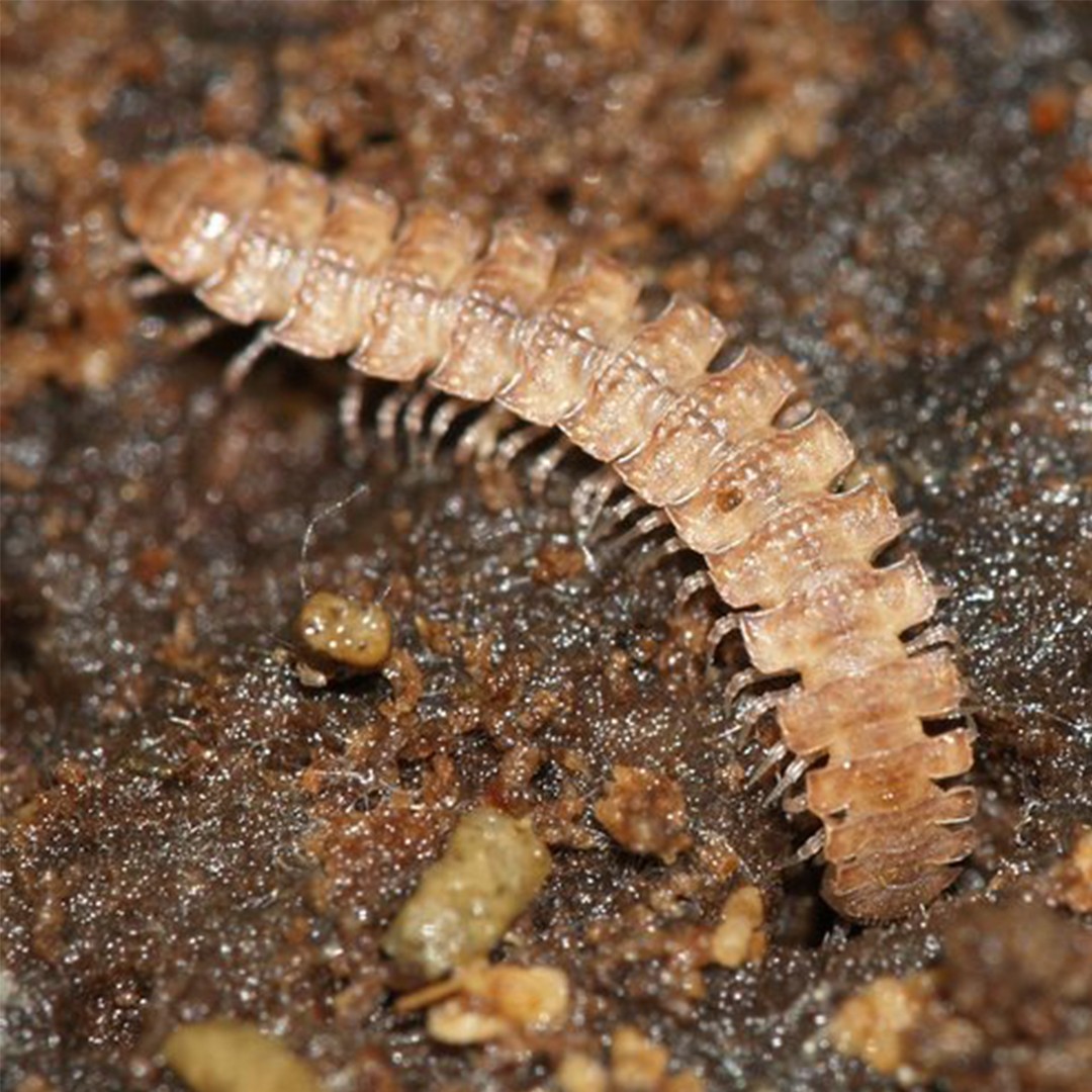 Polydesme (Polydesmus)