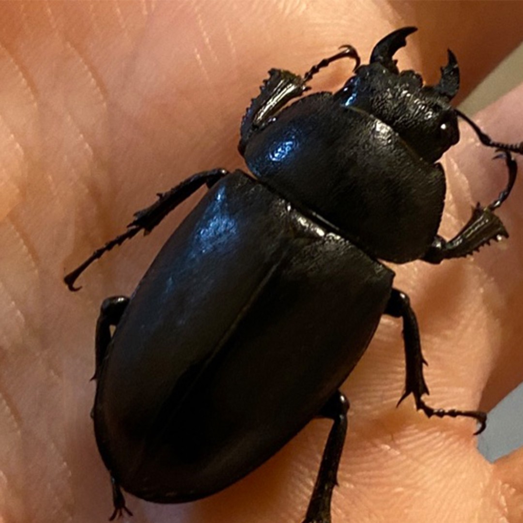Greater stag beetle