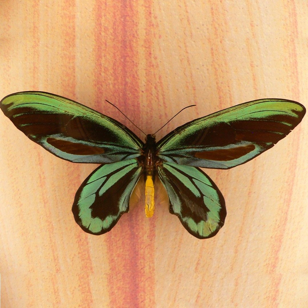 Ornithoptera (Ornithoptera)