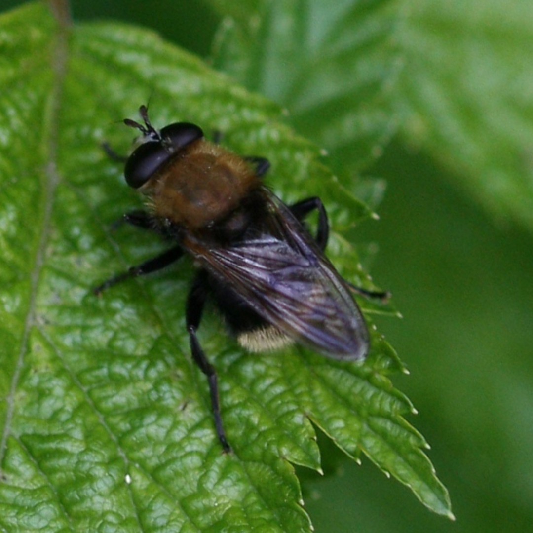 Criorhina (Criorhina)