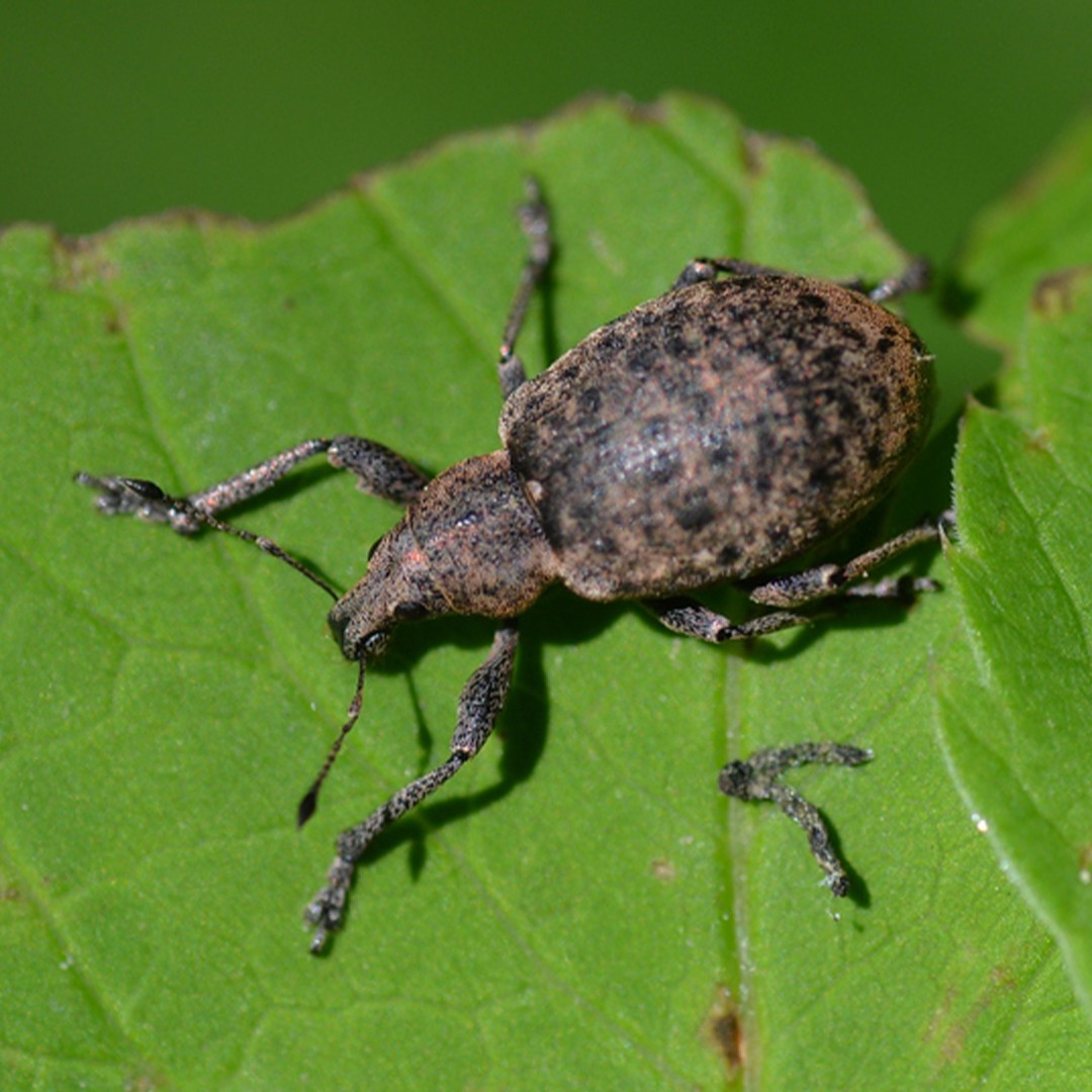 Liophloeus (Liophloeus)