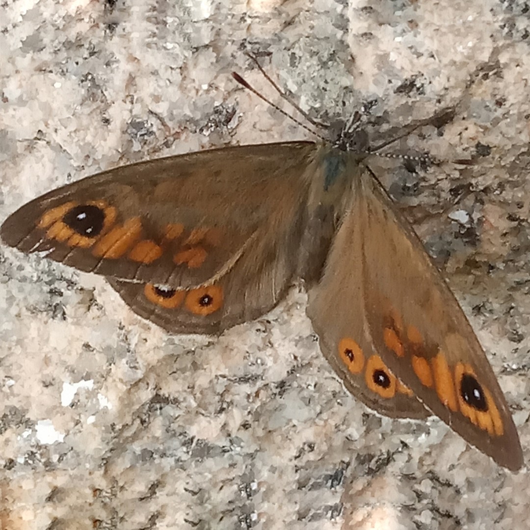 Large Wall Brown