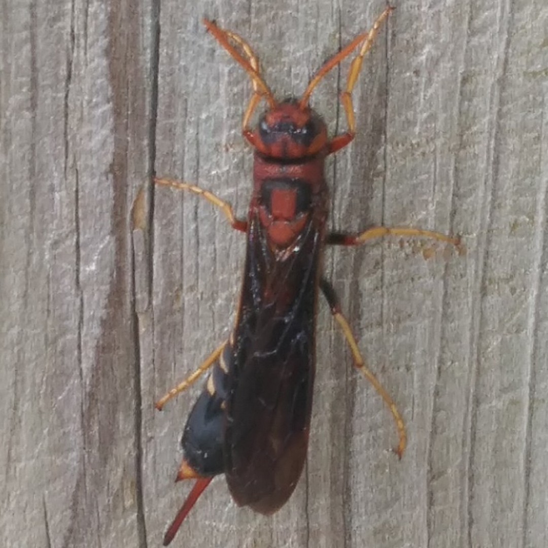 Pigeon Horntail (Tremex columba)