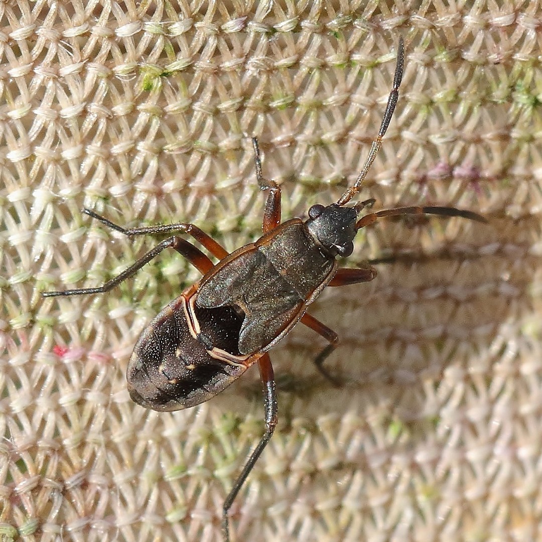Rhyparochromus pini (Rhyparochromus pini) Picture Insect