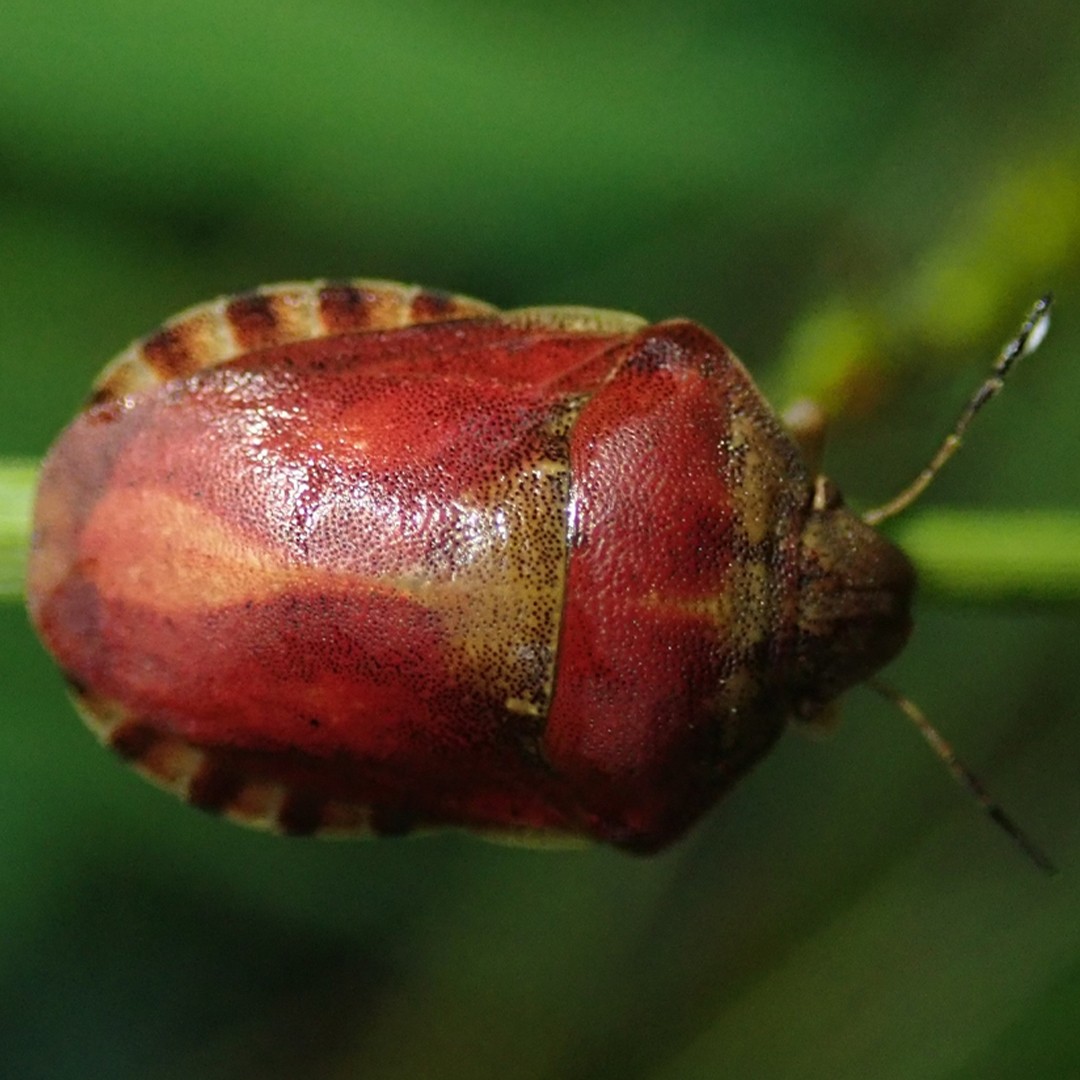 Eurygaster (Eurygaster)