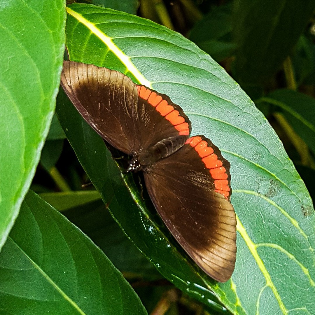 Biblis (Biblis)