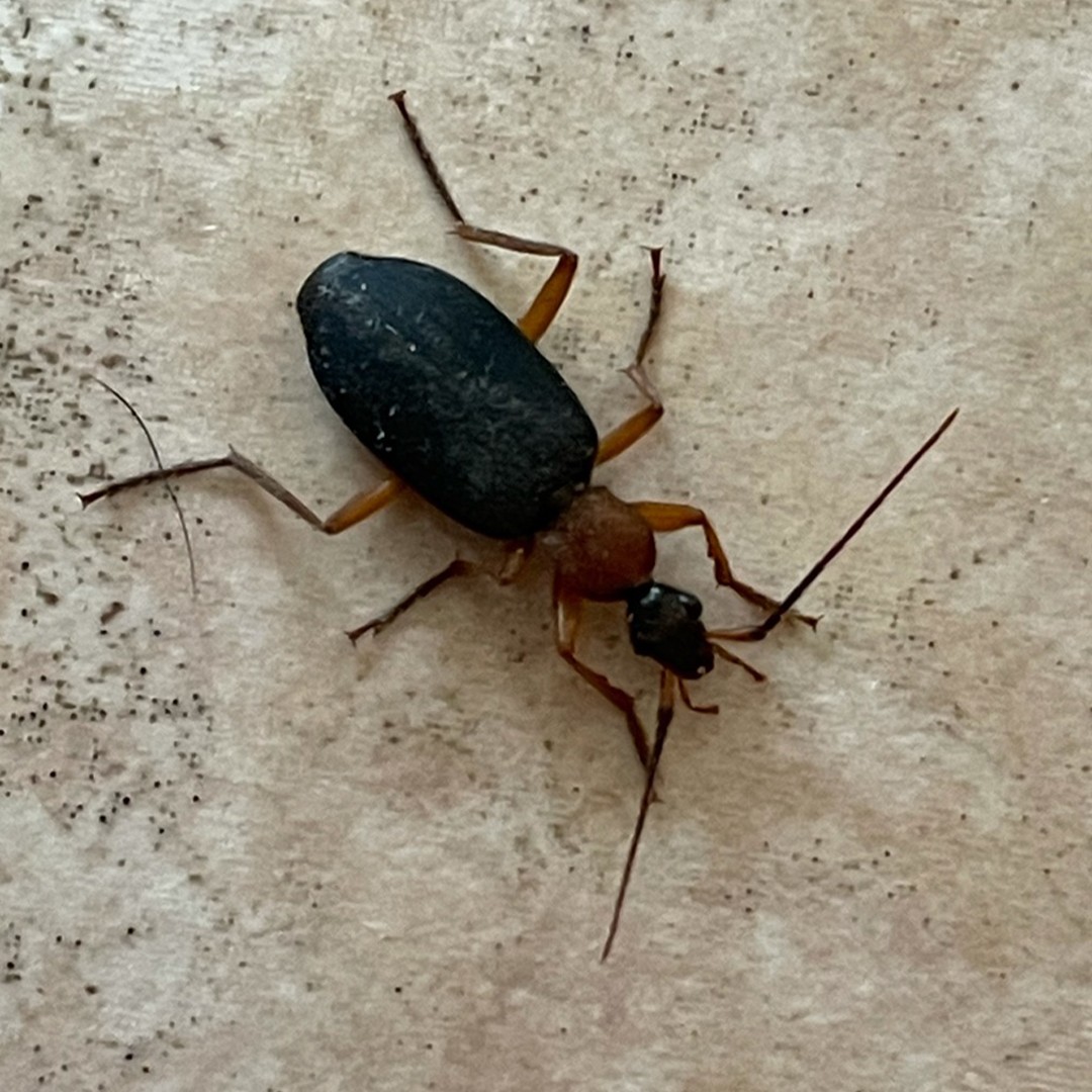 Galerita bicolor (Galerita bicolor) - Picture Insect