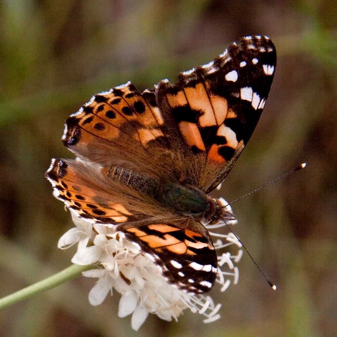 Painted lady