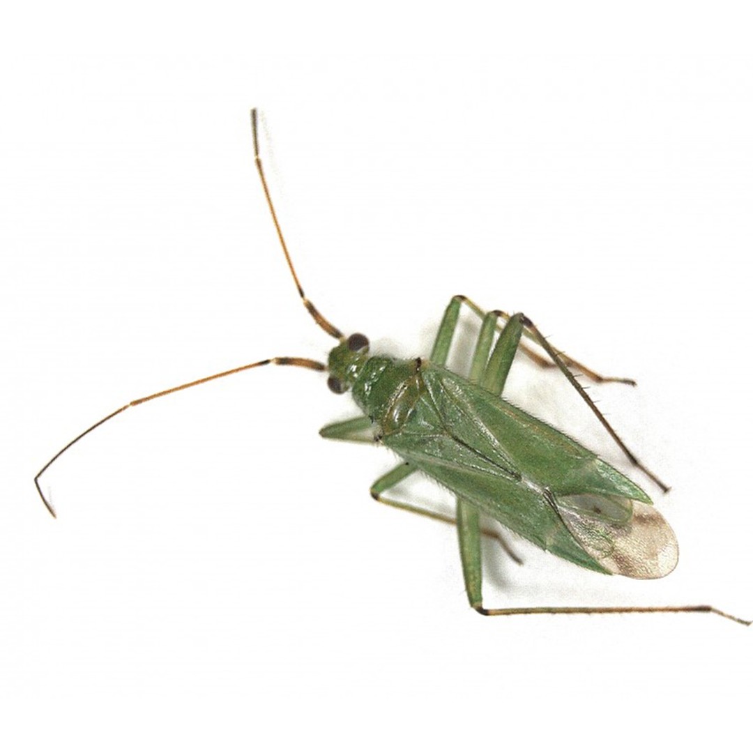 Blepharidopterus (Blepharidopterus)